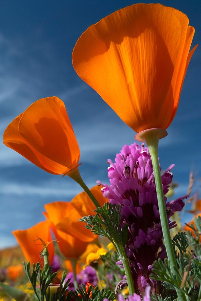 California California Poppy-Goldfields-and Owls Clover-Antelope Valley California Poppy Reserve